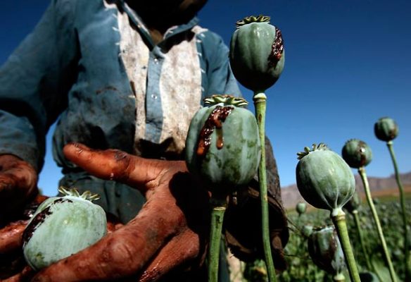 afghanistan-drogenhandel-mit-opium-992681205, 10, 2021