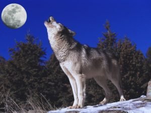 Die Weisheit der Wölfe