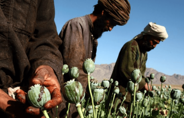 afghanistan-heroin-opiumanbau-e1570034001745-938875305, 10, 2021