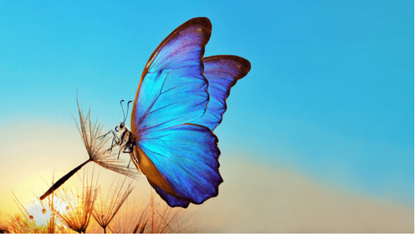 Der Schmetterlingseffekt